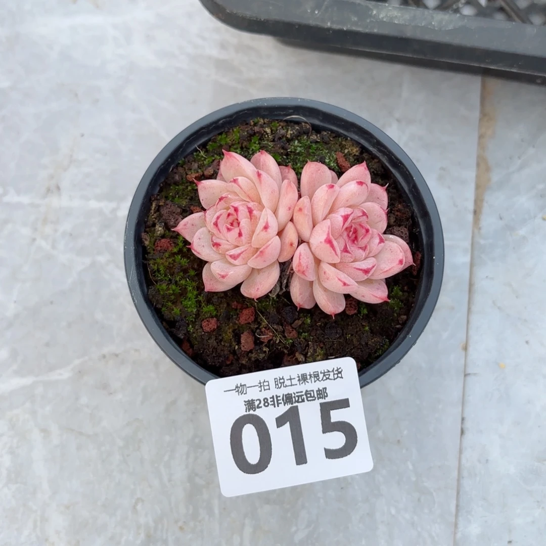 天鹅绒无盆土发货