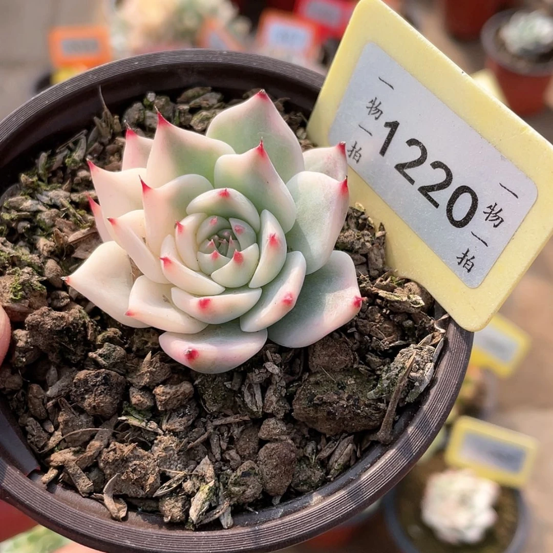 【闪购商品】1220号