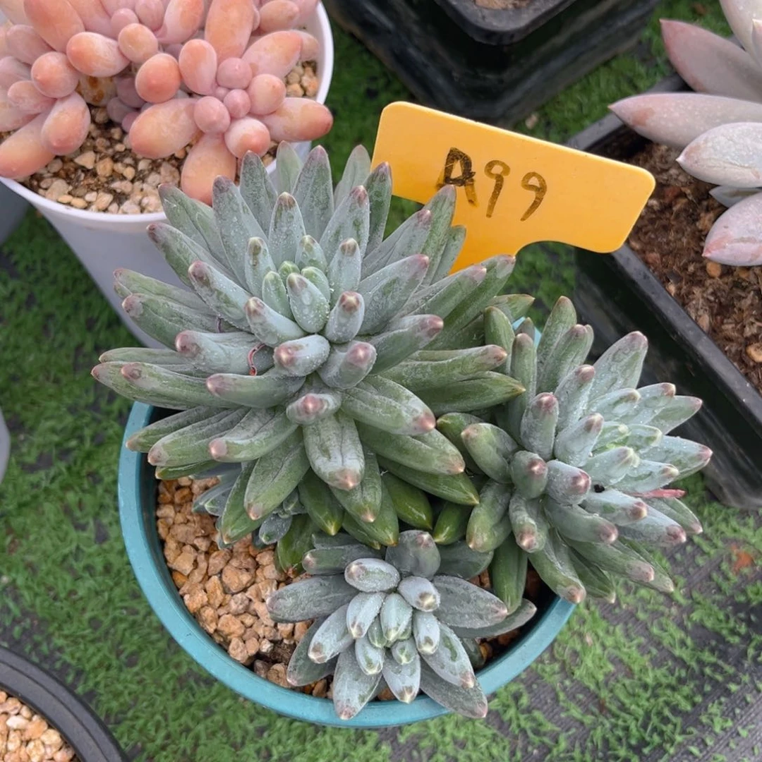 阿**姐99fghjjjjjjjjjjn