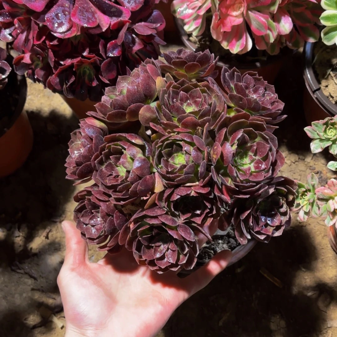 黑金玫瑰绣球9.9多肉植物