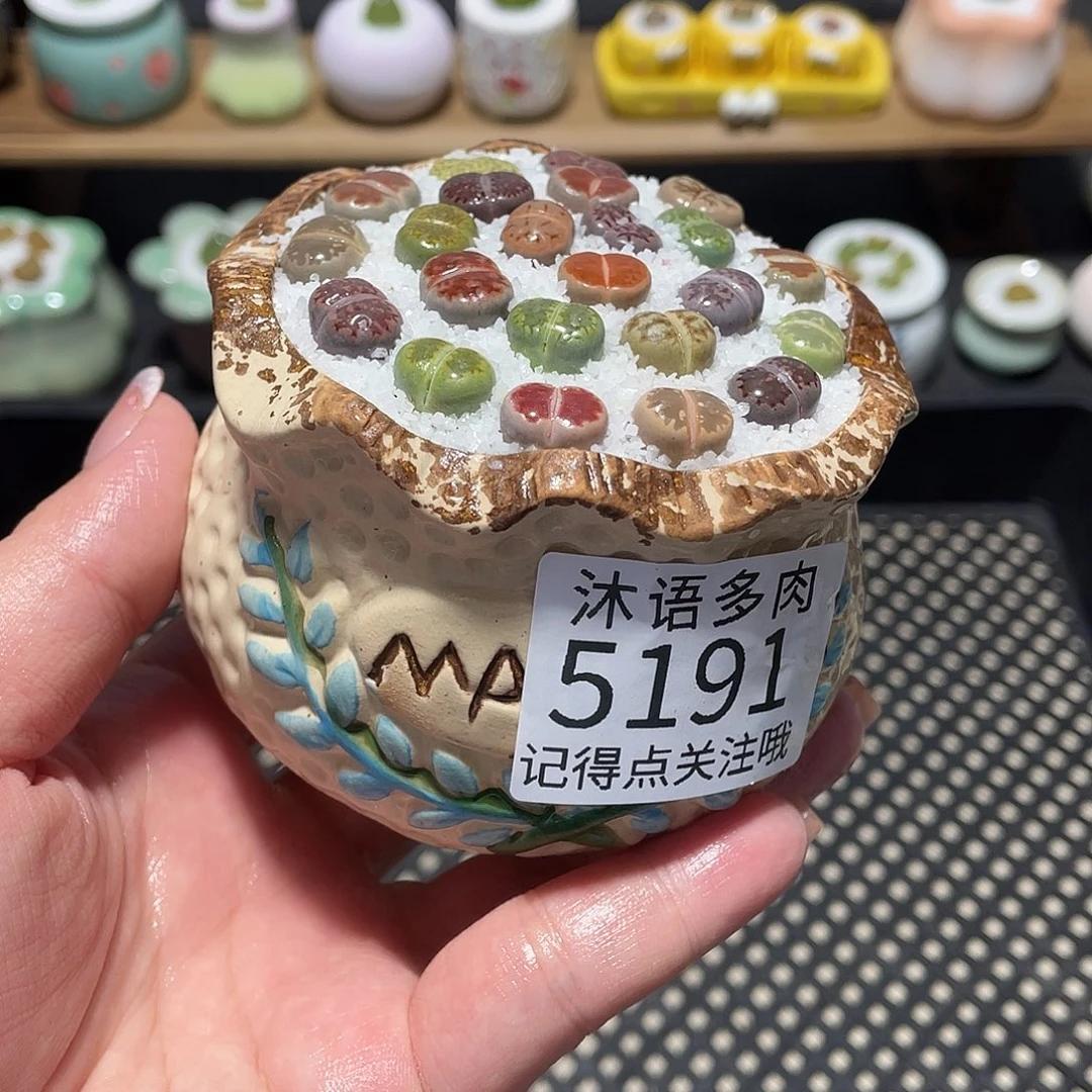 带盆土植物 一物一拍5191