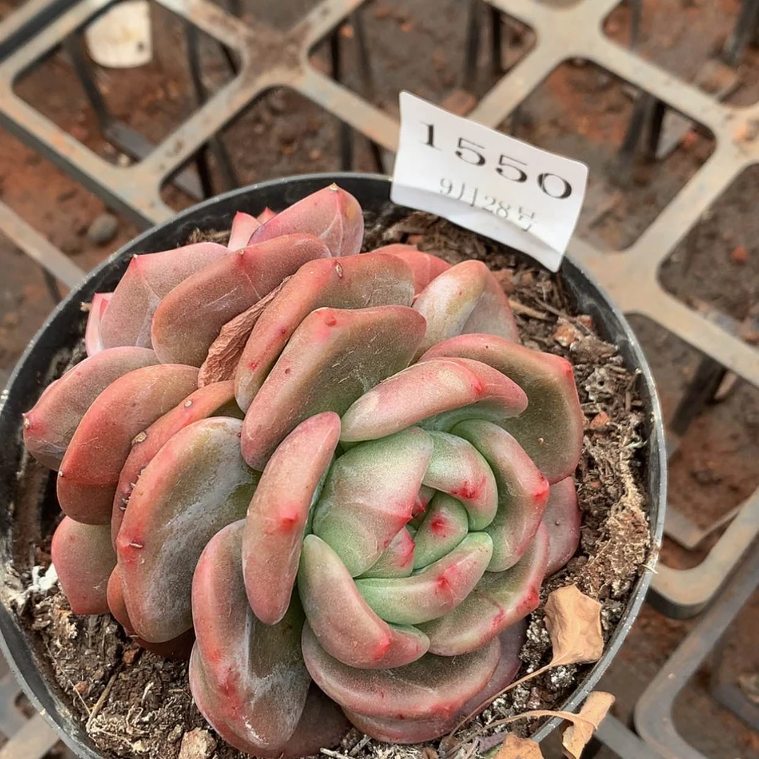 【闪购商品】云1550号