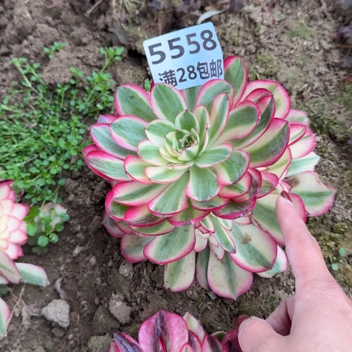 5558二号棚荔枝多肉B