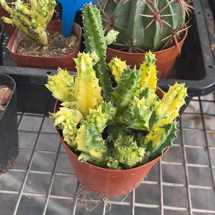 我也不知道我为什么要这样对