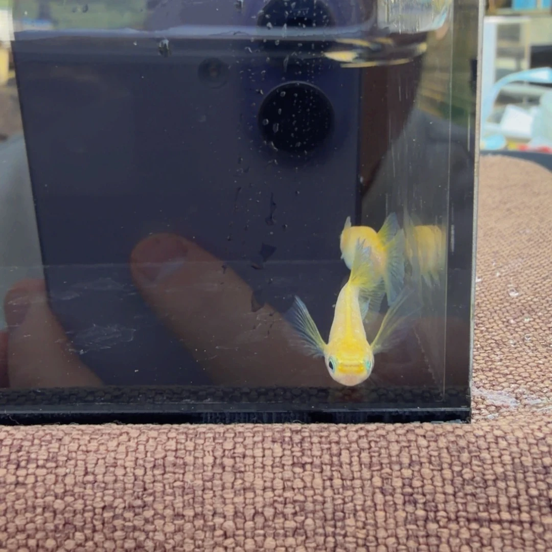 青鳉鱼611.酥油灯真长鳍一对