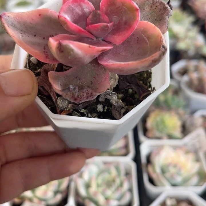 锦州锦多肉植物547