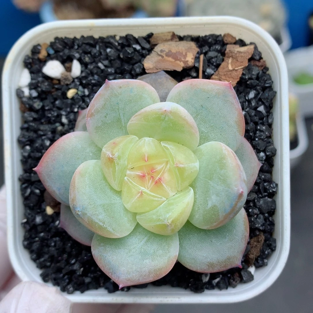 58包邮 群生不包整52