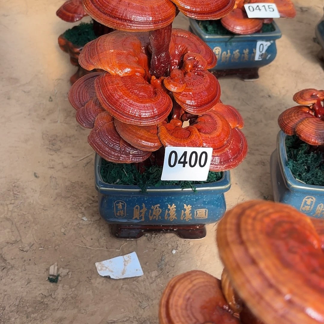 无花朵灵芝是我国著名植物