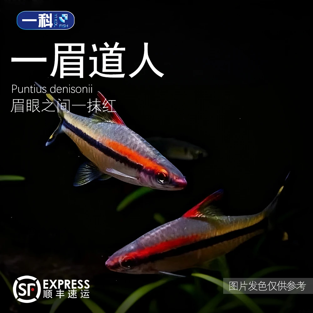 【发色好+眉很长】一眉道人热带群游观赏鱼草缸淡水鱼 顺丰