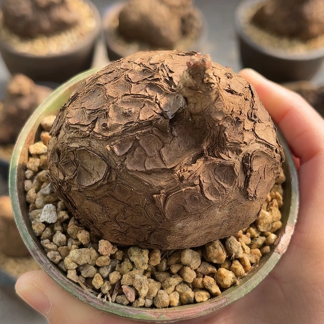 潮流植物精品一叶龟，圆润