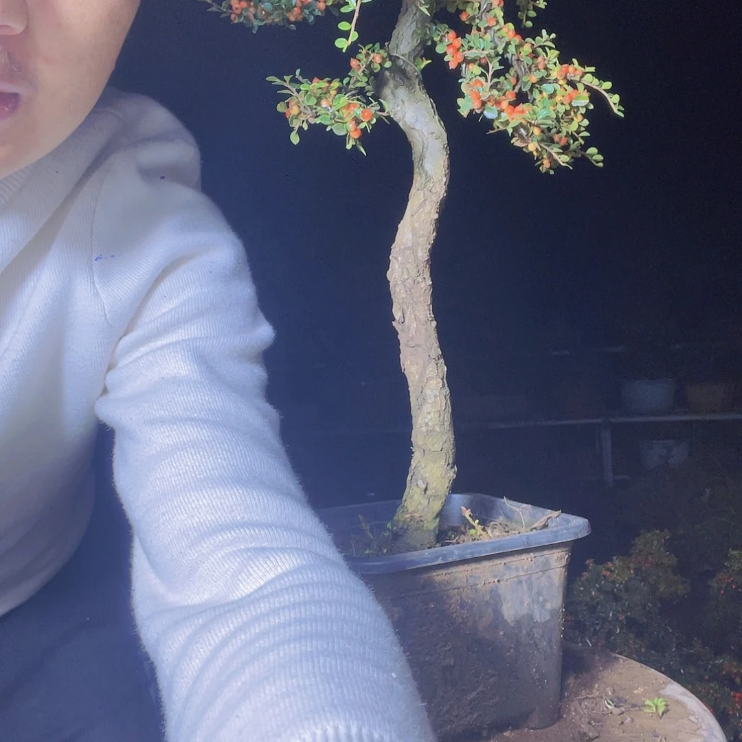 无花朵荀子盆景不错