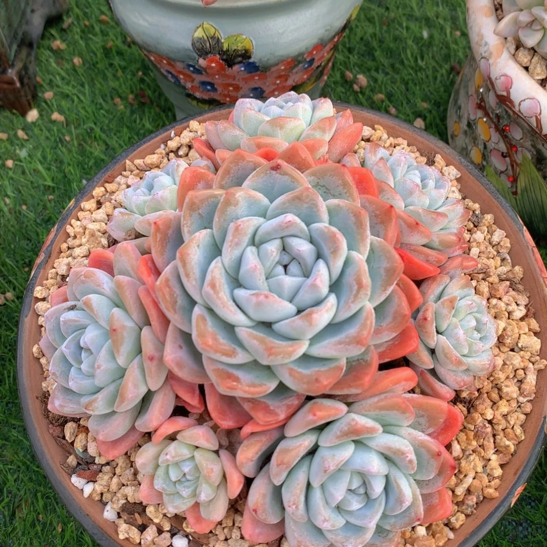 冰玉16 公分一物一拍