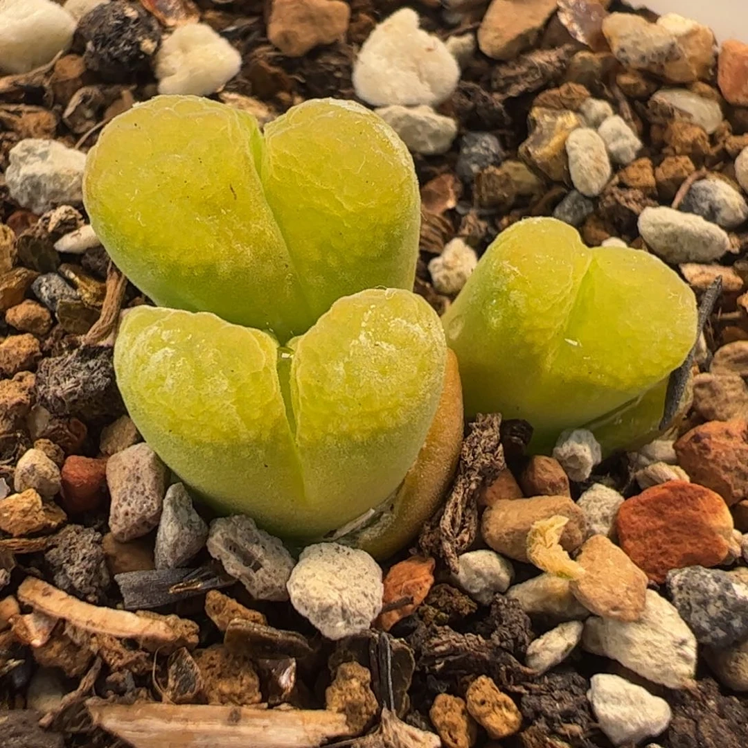 066多肉植物百科