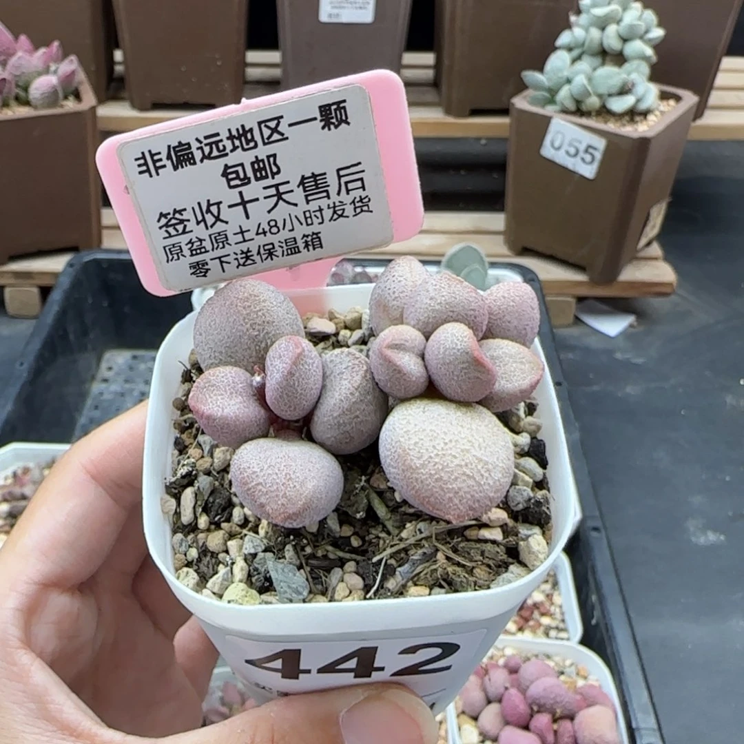 442甜心多肉植物