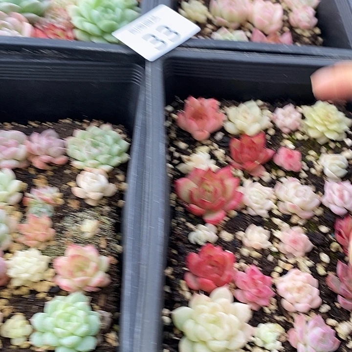 33 多肉植物盆栽花卉
