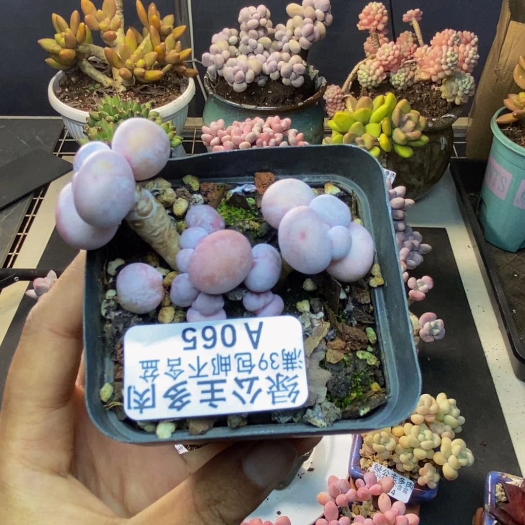 065橙奶多肉肉5c m