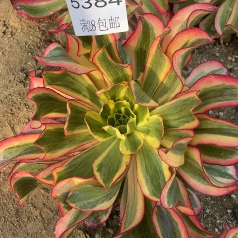 魅影多肉多肉5384