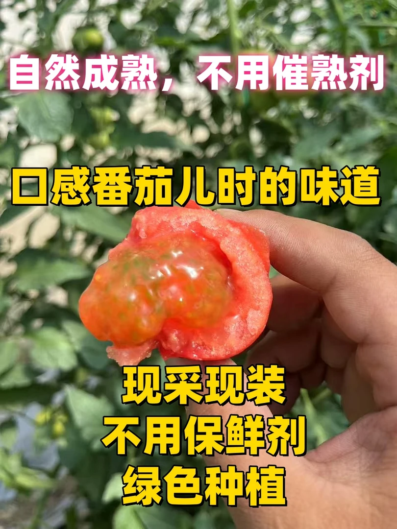 映天红水果番茄苏北新鲜农家种植口感番茄沙瓤自然成熟新鲜多汁