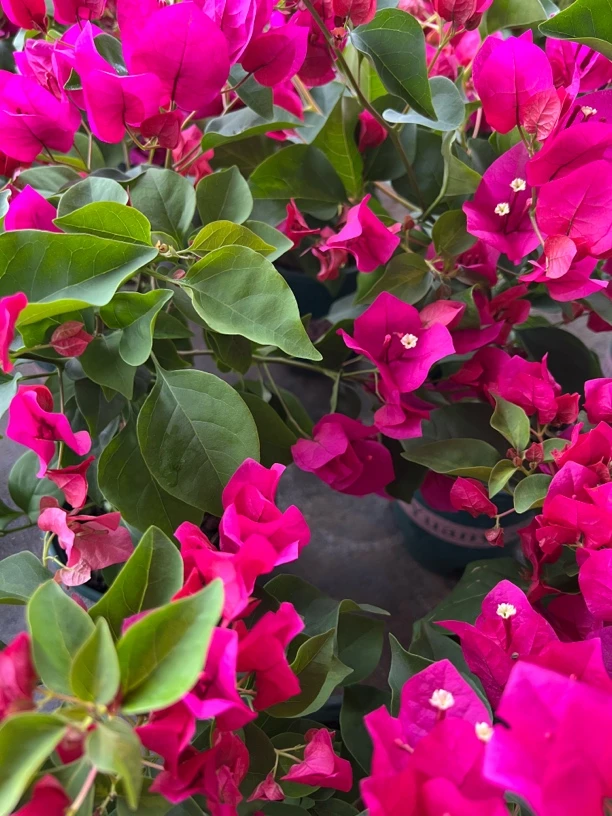 绿茵 玫红一物一拍