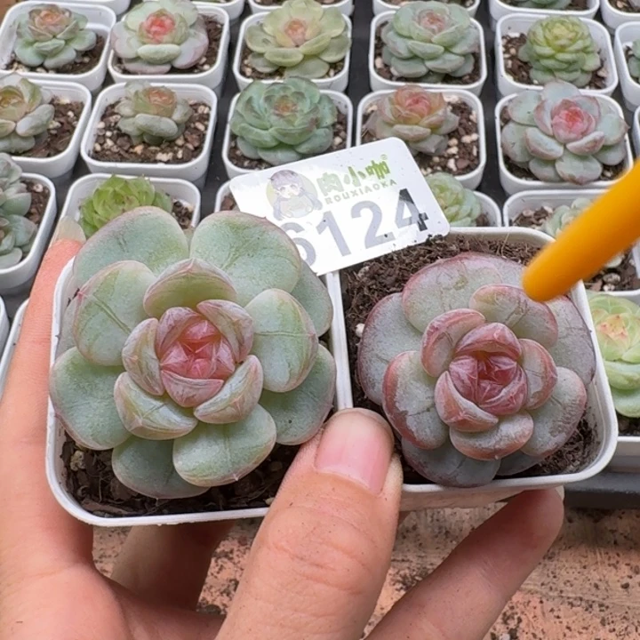 你***字多肉植物多肉植物