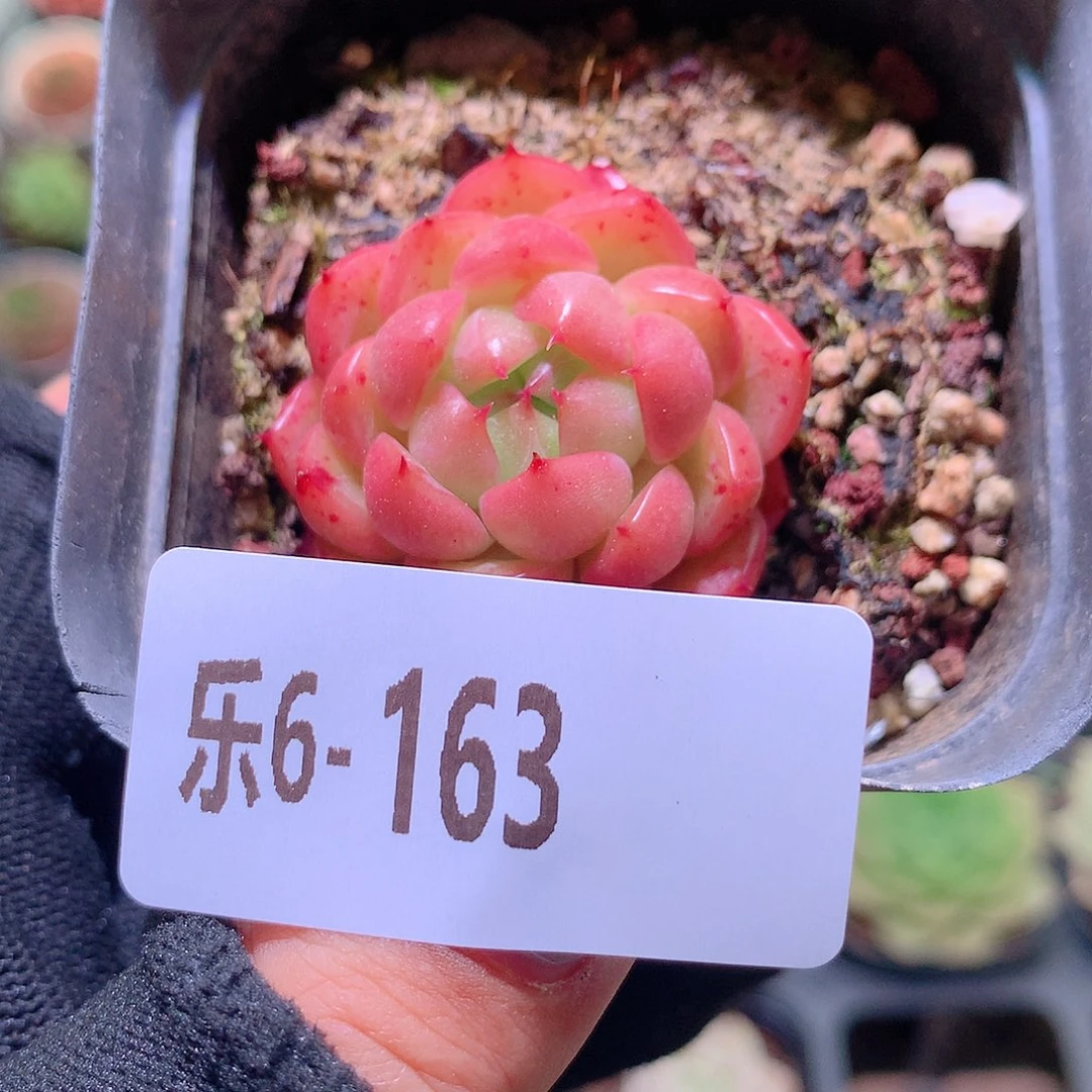 乐然6-163 新品单头