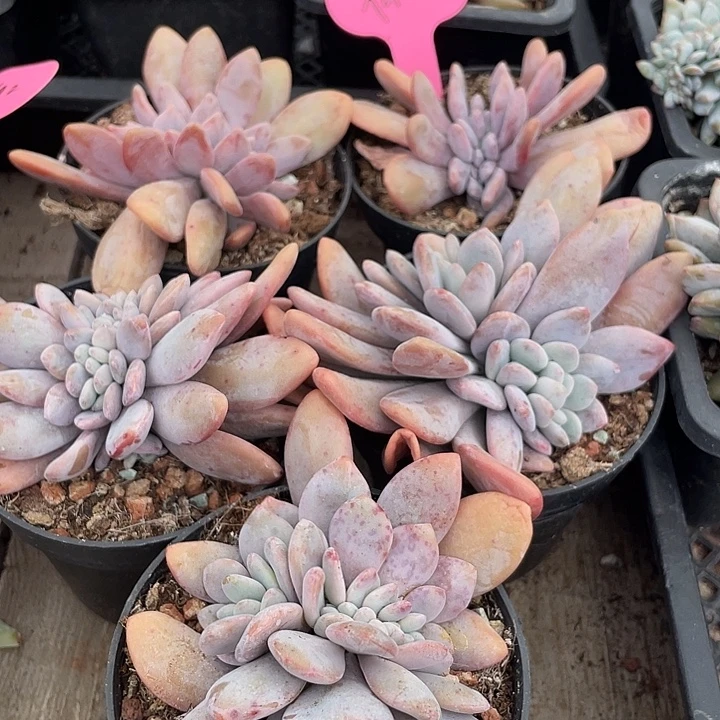 五盆粉兔缀化植物有切912