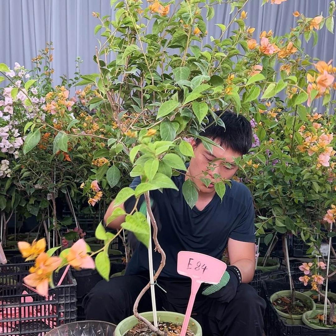 晚***橙当前无花栽培后可以开花E84jfnlw