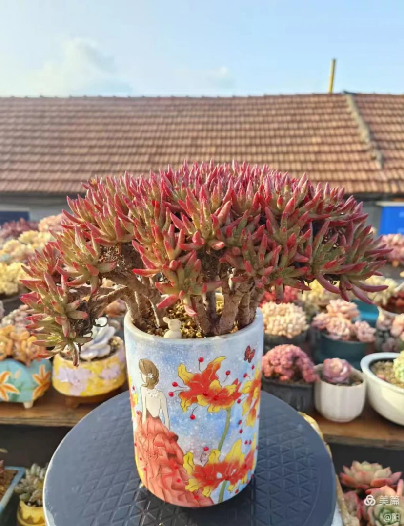 清棚特价维思辛达仙女杯越晒越香越晒越红色的小辣椒