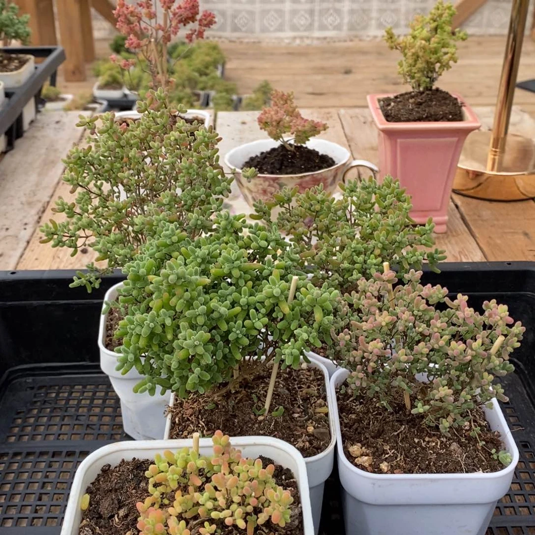 枝干蜜桔糖球来了042