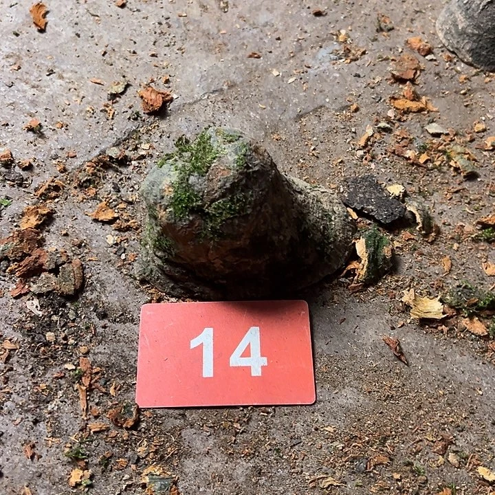 郭***6荔枝木荔枝木毛料28