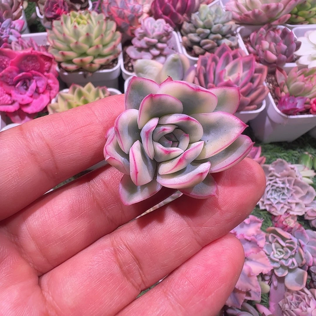 一***坏多肉植物多肉植物