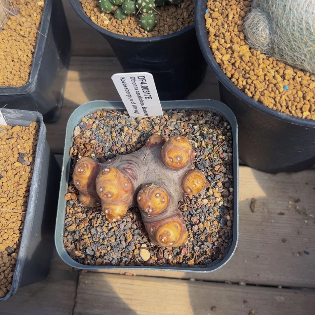 格加厚敦菊多肉植物