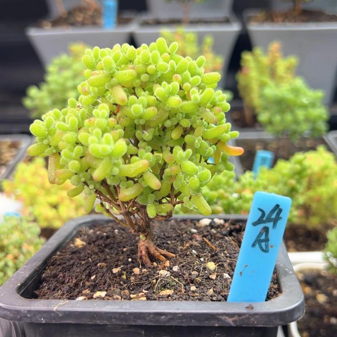 金桔糖球小树款24号