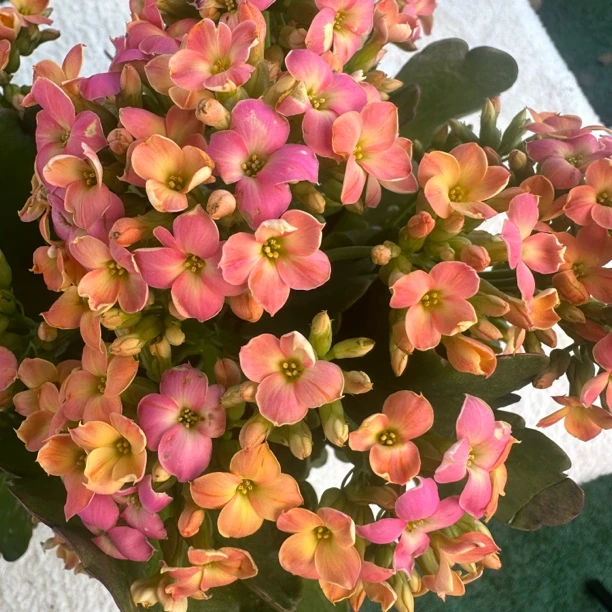 马卡龙【130盆】昊景单瓣变色