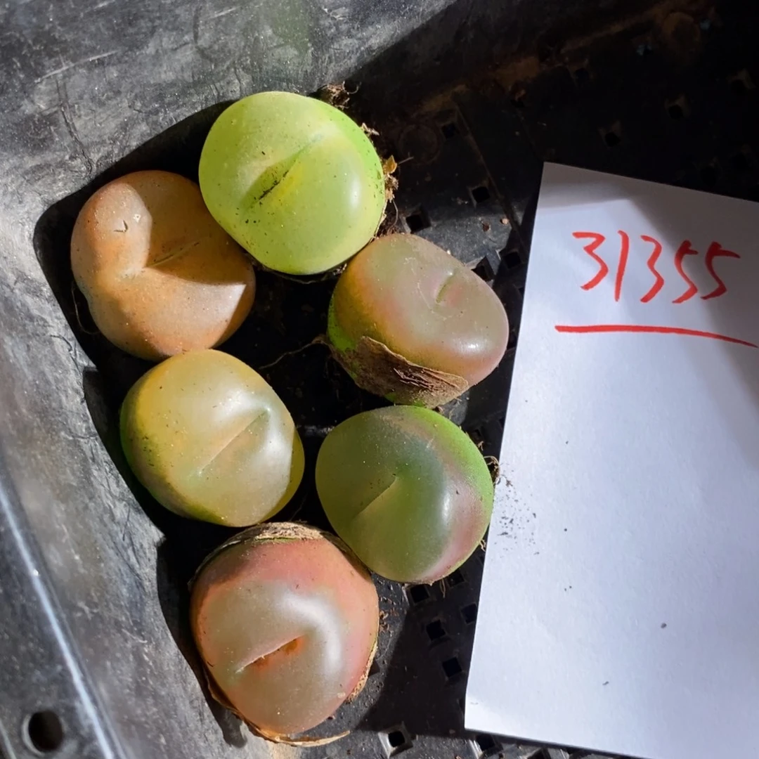 31355。 三厘米大毛一组。