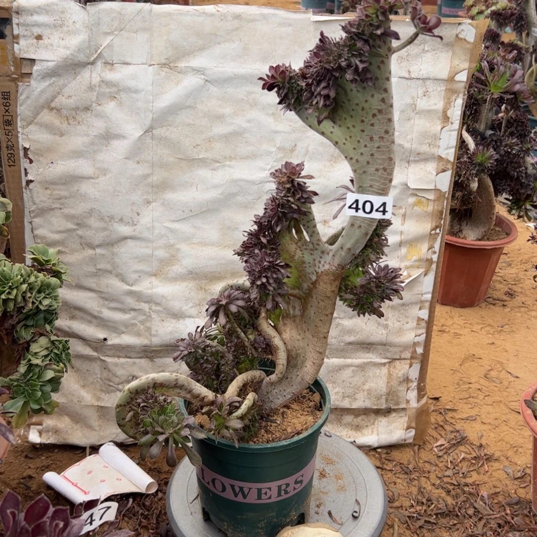 有伤黑缀404高40厘米