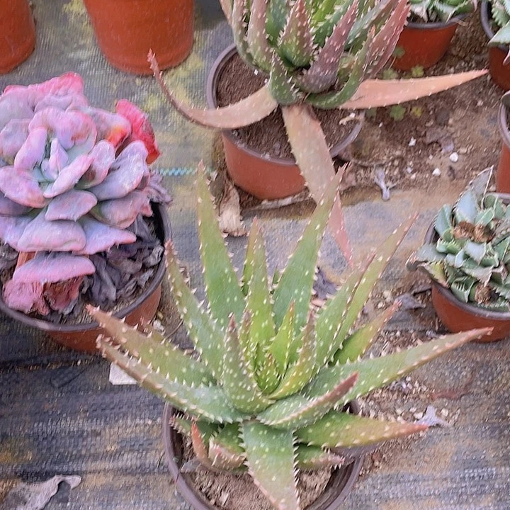 航****g定向航航雪花芦荟