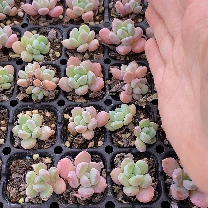100 多肉植物盆栽花卉