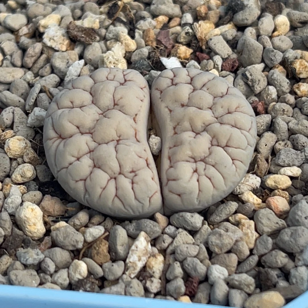 8110凹凸脑纹189一颗