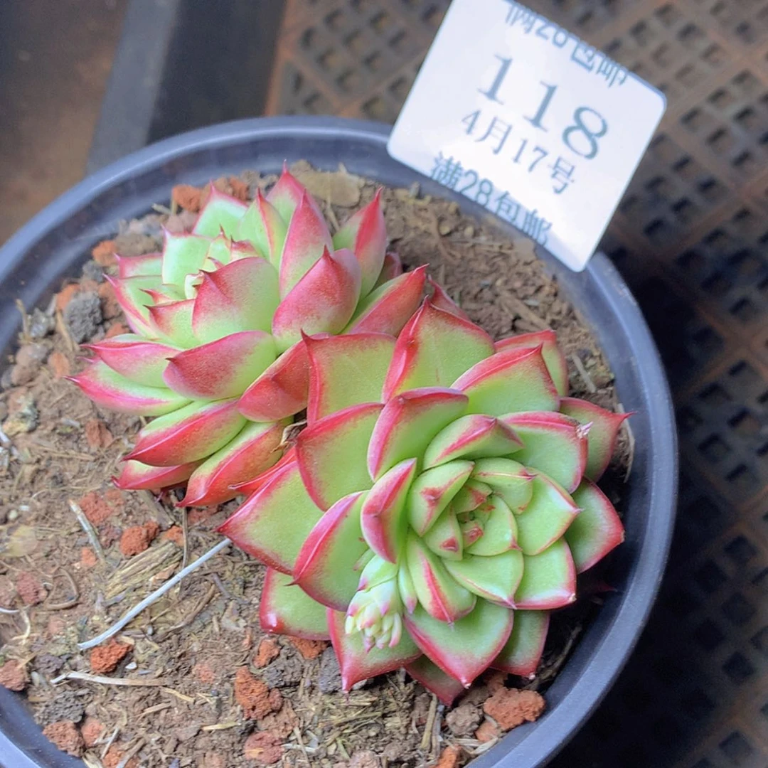【闪购商品】云118号