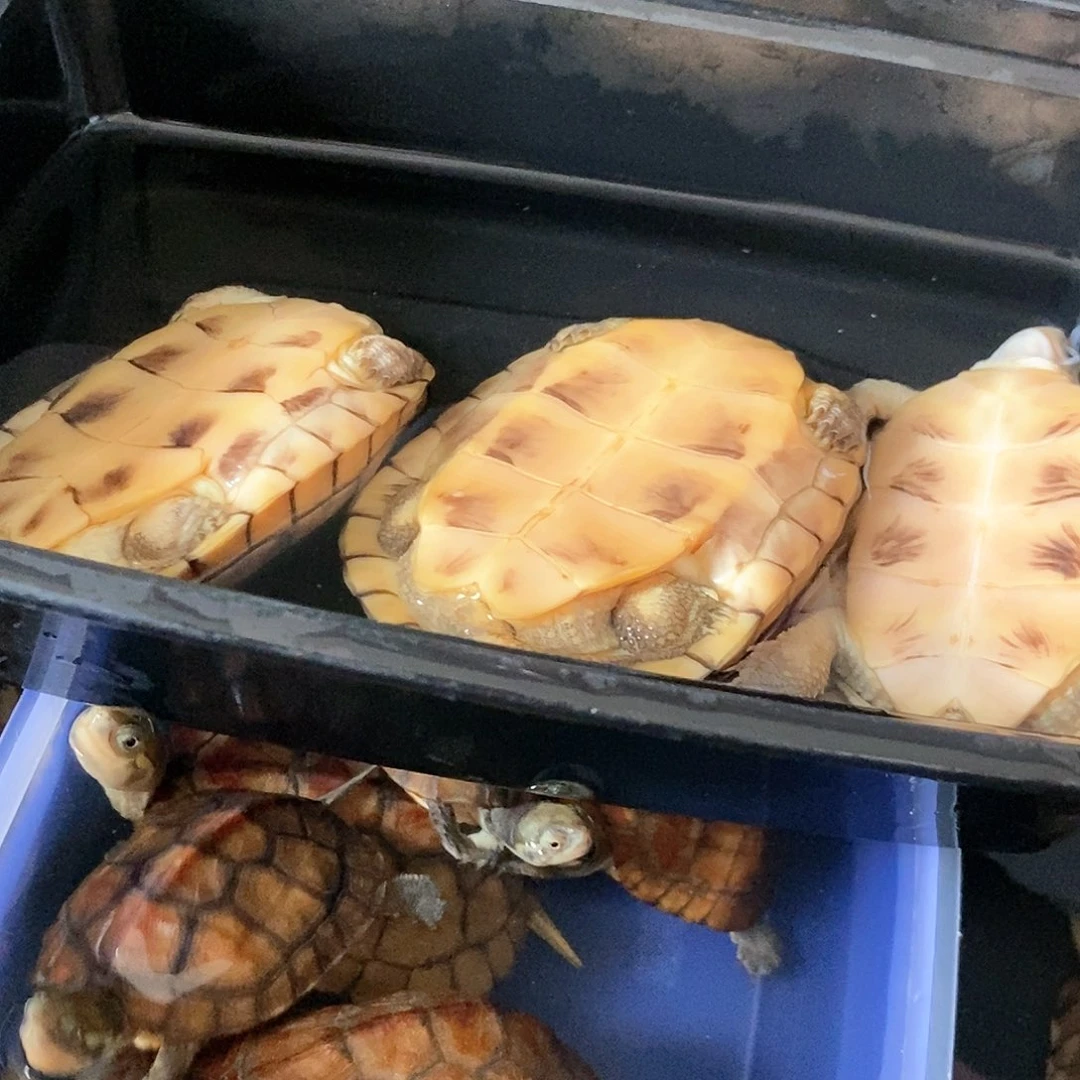 【闪购商品】齐*风3牙底