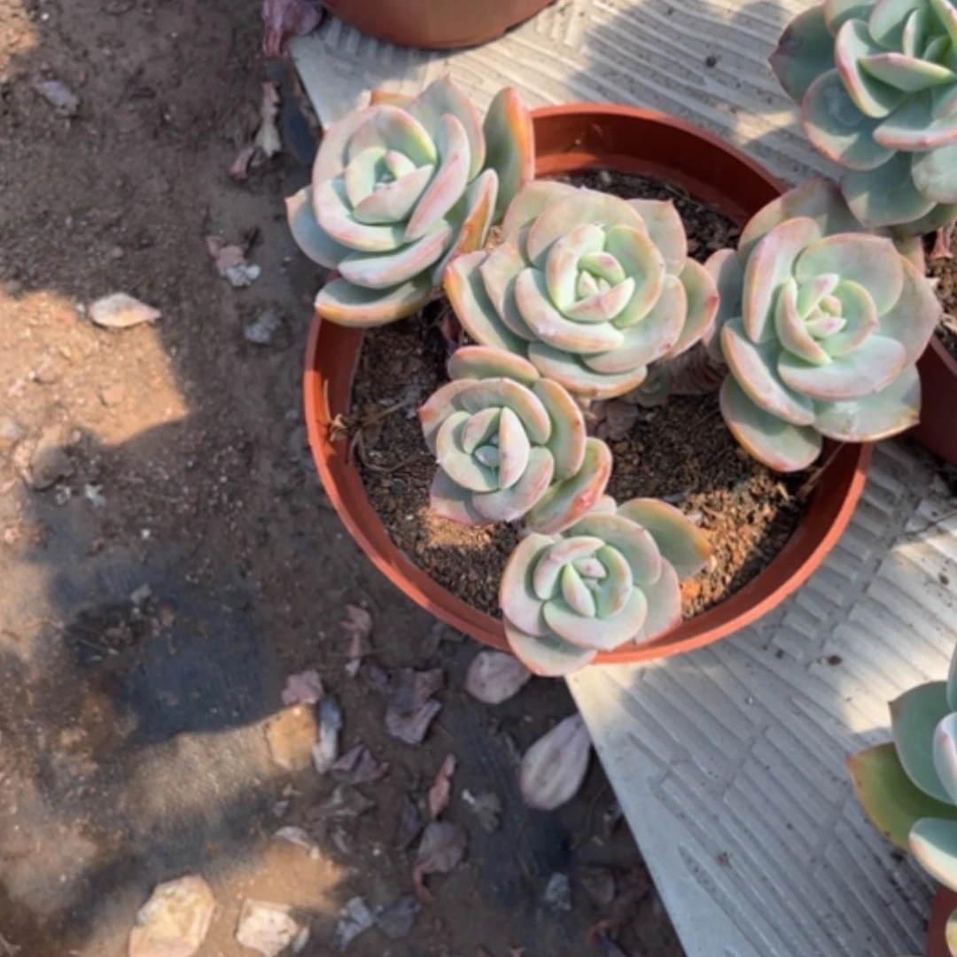 【闪购商品】静*白凤