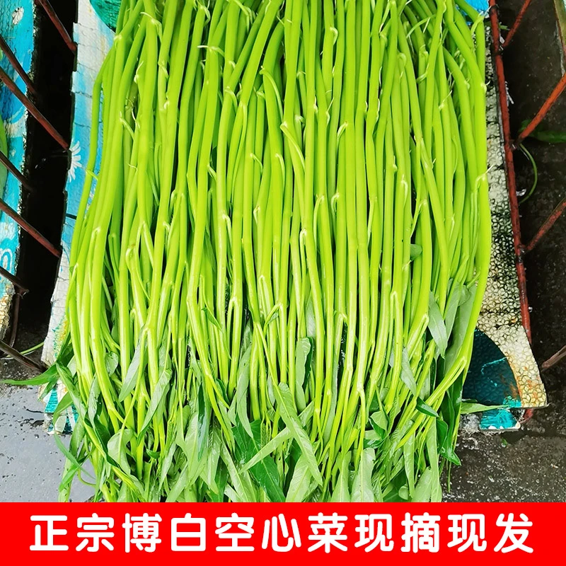 广西博白空心菜新鲜蔬菜现摘现发正宗玉林水蕹菜批发酒店专用通菜