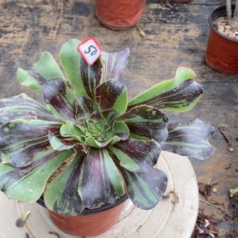 巫毒水墨丹青一物一拍