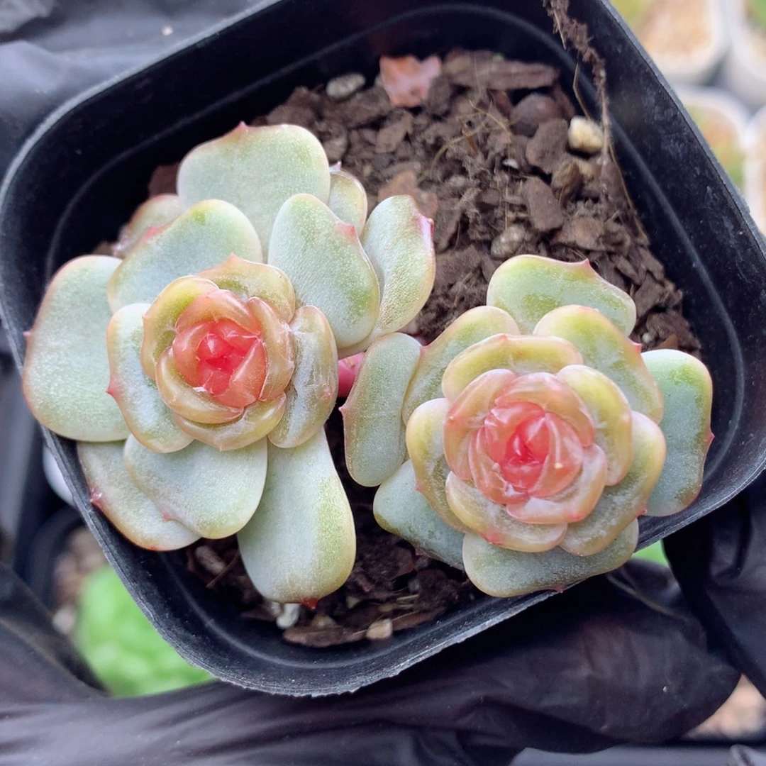 58包邮  群生不包整彩恋22