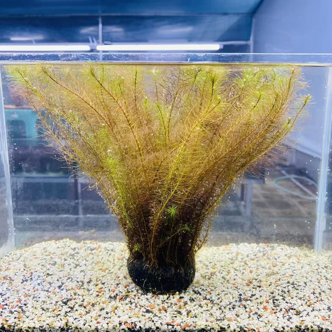 拂晓水草 （A级红松尾水下叶带根大坨）坨草净水新手水草好养易活