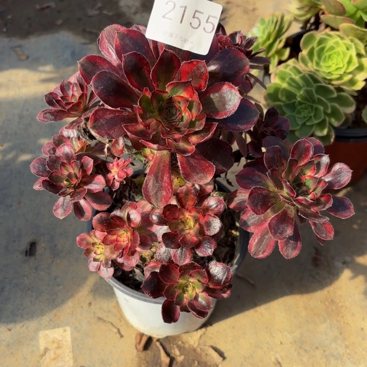 香奈儿处理不包断头多肉2155