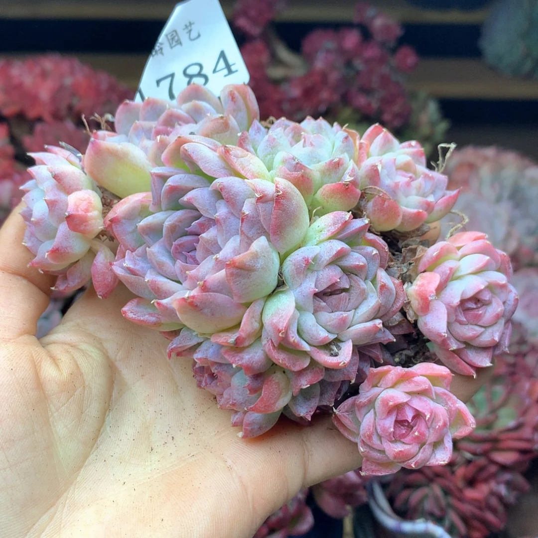 1784杂交多肉植物