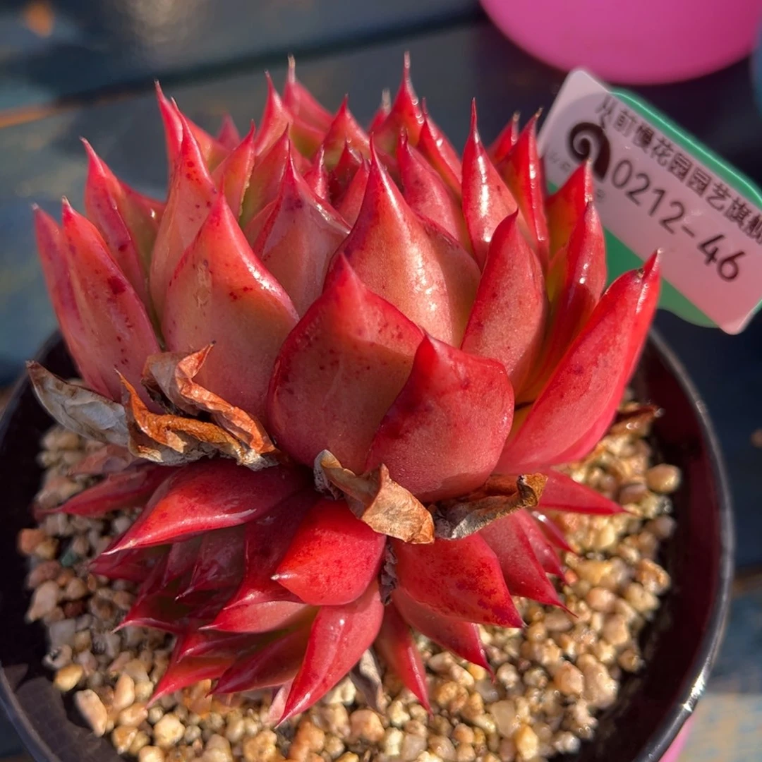 从前慢多肉精选编号0212.46带盆