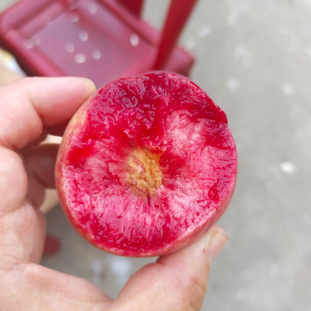 【信阳五月鲜桃】信阳观音脸关五枚无化肥自然生产一掰两半纯甜无酸